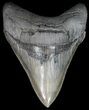 Glossy, Serrated, Megalodon Tooth - Nice Tip #42241-1